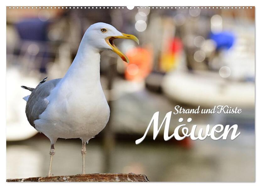 Strand und Küste - Möwen (Wandkalender 2026 DIN A2 quer) CALVENDO Monatskalender