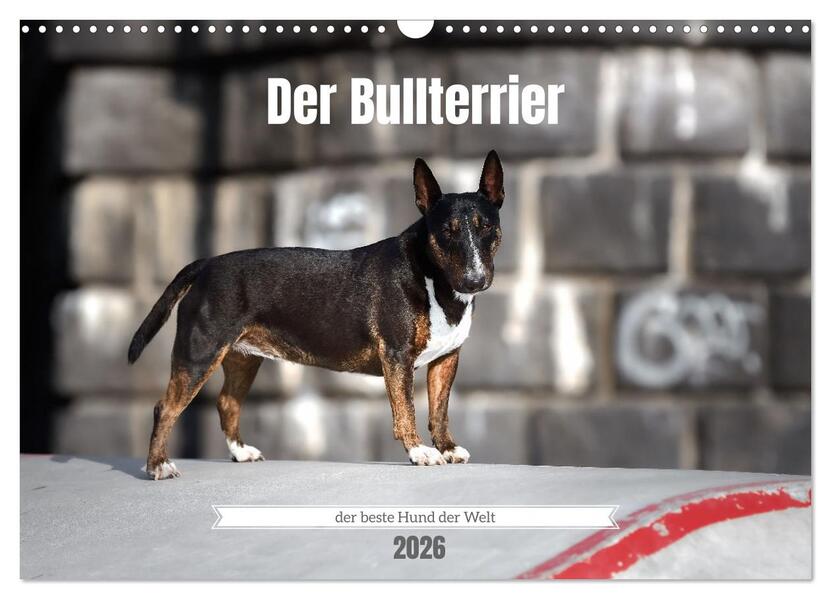 Der Bullterrier der beste Hund der Welt (Wandkalender 2026 DIN A3 quer) CALVENDO Monatskalender