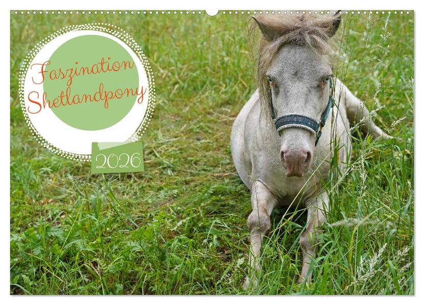 Faszination Shetlandpony (Wandkalender 2026 DIN A2 quer) CALVENDO Monatskalender