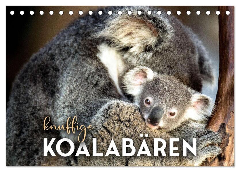 Knuffige Koalabären (Tischkalender 2026 DIN A5 quer) CALVENDO Monatskalender