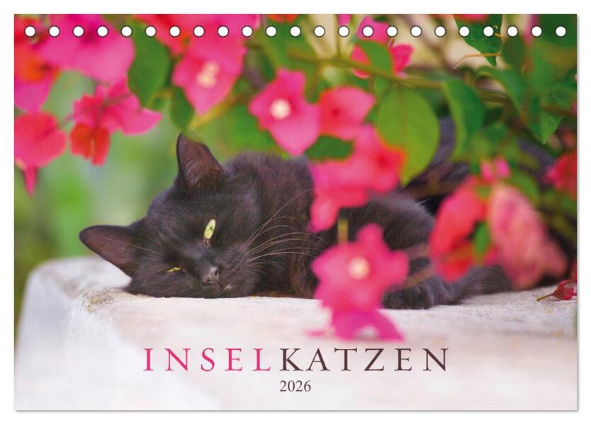 Inselkatzen (Tischkalender 2026 DIN A5 quer) CALVENDO Monatskalender