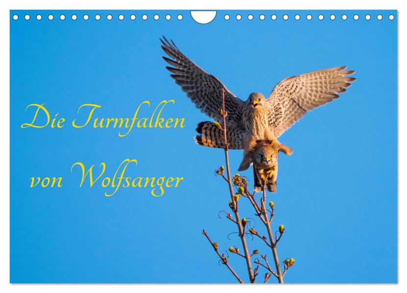 Die Turmfalken von Wolfsanger (Wandkalender 2026 DIN A4 quer) CALVENDO Monatskalender