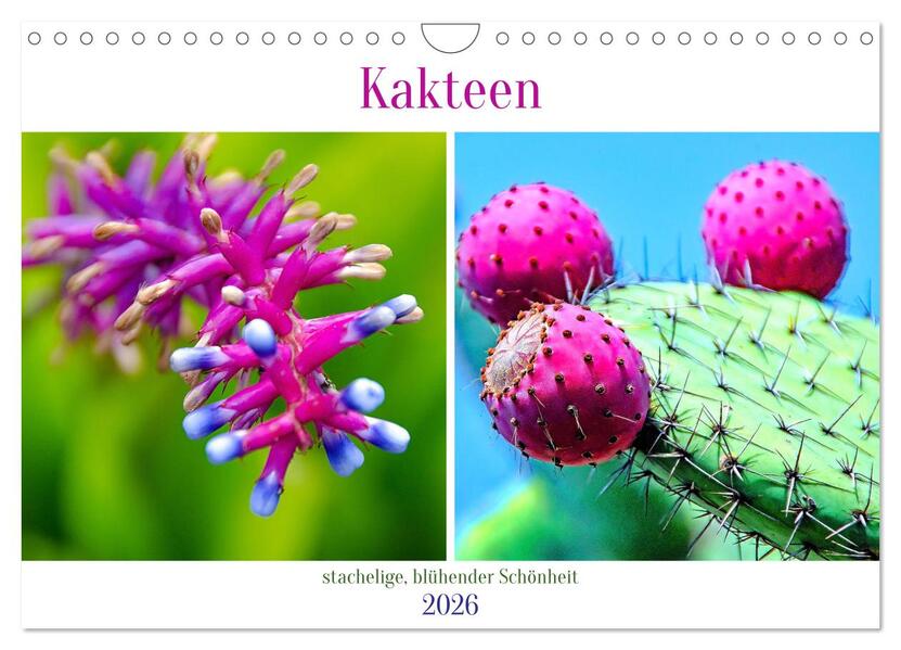 Kakteen - stachelige blühende Schönheiten (Wandkalender 2026 DIN A4 quer) CALVENDO Monatskalender