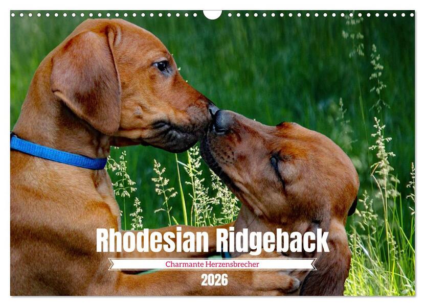 Rhodesian Ridgeback Charmante Herzensbrecher (Wandkalender 2026 DIN A3 quer) CALVENDO Monatskalender