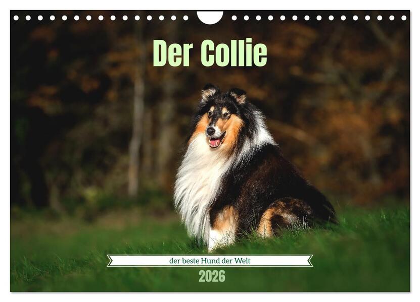 Der Collie der beste Hund der Welt (Wandkalender 2026 DIN A4 quer) CALVENDO Monatskalender