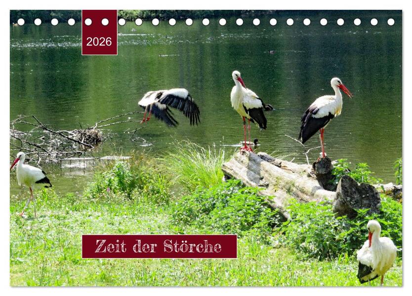 Zeit der Störche (Tischkalender 2026 DIN A5 quer) CALVENDO Monatskalender