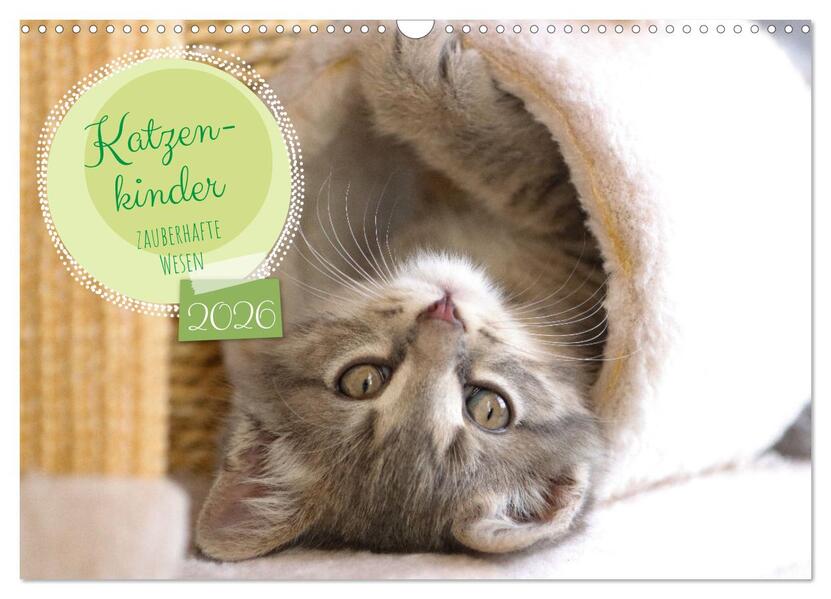 Katzenkinder - zauberhafte Wesen (Wandkalender 2026 DIN A3 quer) CALVENDO Monatskalender