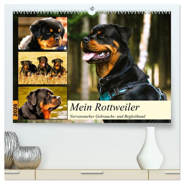 Mein Rottweiler. Nervenstarker Gebrauchs- und Begleithund (hochwertiger Premium Wandkalender 2026 DIN A2 quer) Kunstdruck in Hochglanz