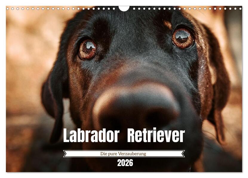 Verzauberung Labrador Retriever 2026 (Wandkalender 2026 DIN A3 quer) CALVENDO Monatskalender