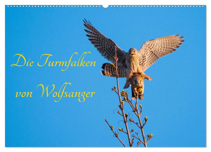 Die Turmfalken von Wolfsanger (Wandkalender 2026 DIN A2 quer) CALVENDO Monatskalender