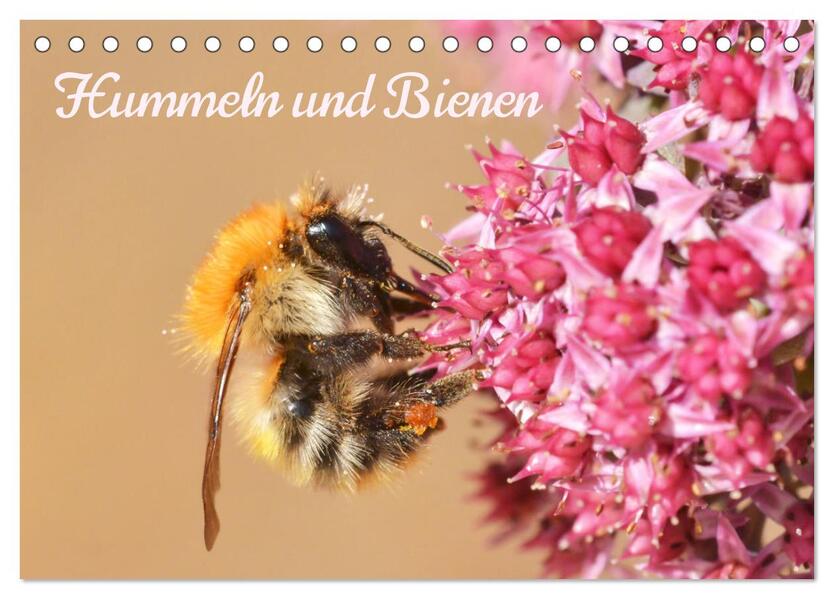 Hummeln und Bienen (Tischkalender 2026 DIN A5 quer) CALVENDO Monatskalender