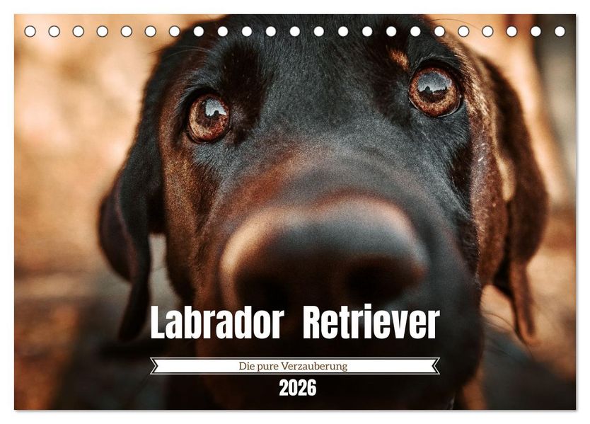 Verzauberung Labrador Retriever 2026 (Tischkalender 2026 DIN A5 quer) CALVENDO Monatskalender