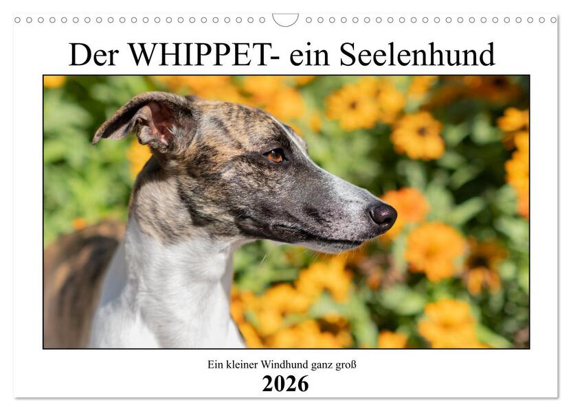 Der Whippet - ein Seelenhund (Wandkalender 2026 DIN A3 quer) CALVENDO Monatskalender