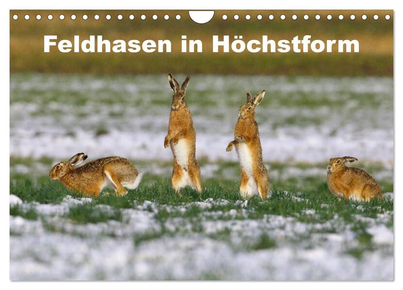 Feldhasen in Höchstform (Wandkalender 2026 DIN A4 quer) CALVENDO Monatskalender