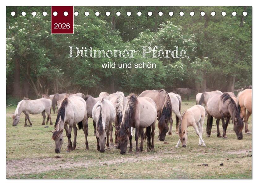 Dülmener Pferde wild und schön (Tischkalender 2026 DIN A5 quer) CALVENDO Monatskalender