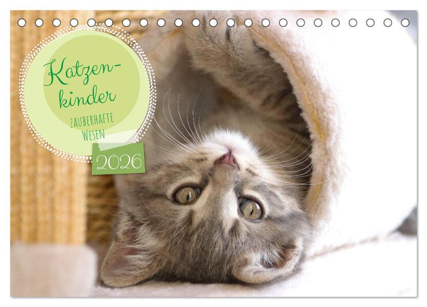 Katzenkinder - zauberhafte Wesen (Tischkalender 2026 DIN A5 quer) CALVENDO Monatskalender