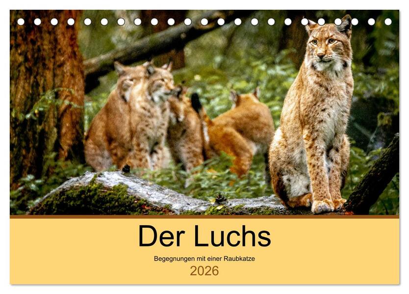 Der Luchs - Begegnungen mit einer Raubkatze (Tischkalender 2026 DIN A5 quer) CALVENDO Monatskalender