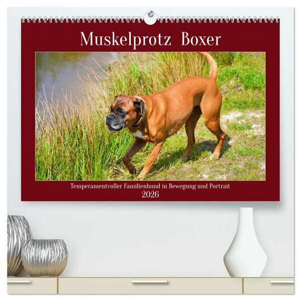 Muskelprotz Boxer (hochwertiger Premium Wandkalender 2026 DIN A2 quer) Kunstdruck in Hochglanz