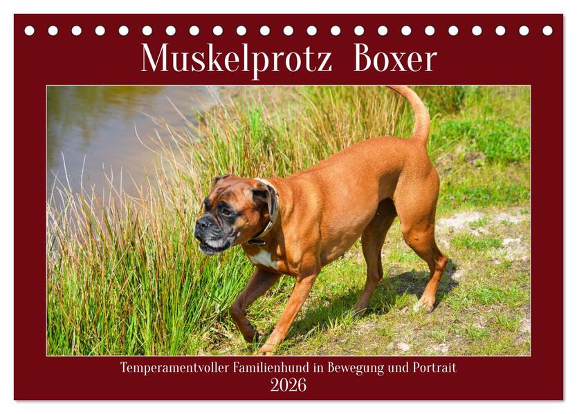 Muskelprotz Boxer (Tischkalender 2026 DIN A5 quer) CALVENDO Monatskalender