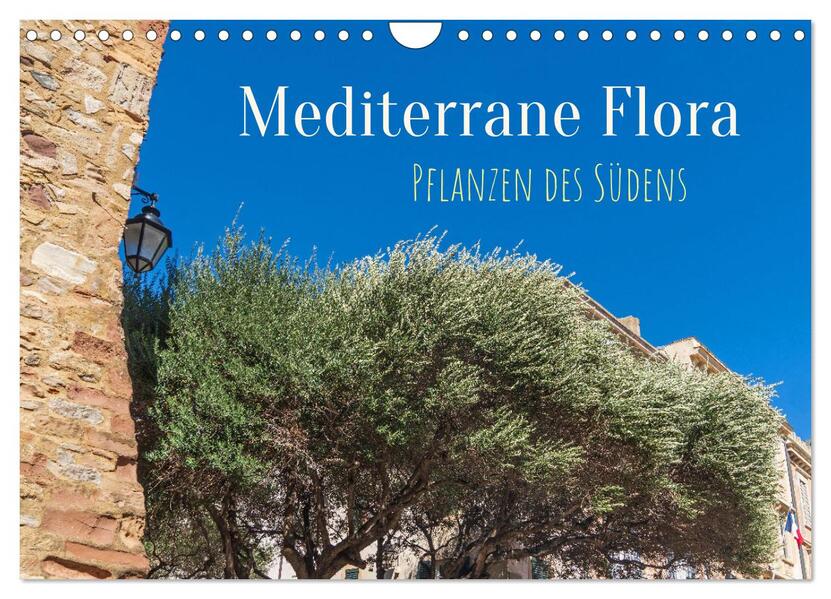 Mediterrane Flora - Pflanzen des Südens (Wandkalender 2026 DIN A4 quer) CALVENDO Monatskalender