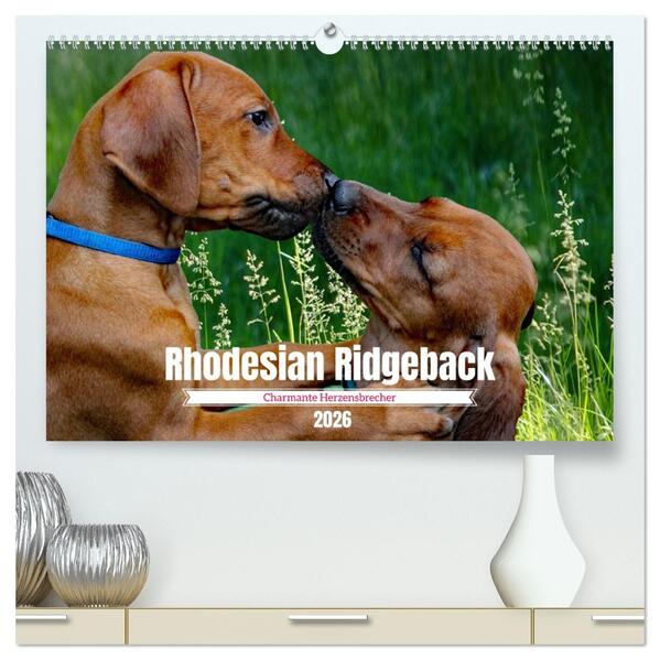 Rhodesian Ridgeback Charmante Herzensbrecher (hochwertiger Premium Wandkalender 2026 DIN A2 quer) Kunstdruck in Hochglanz