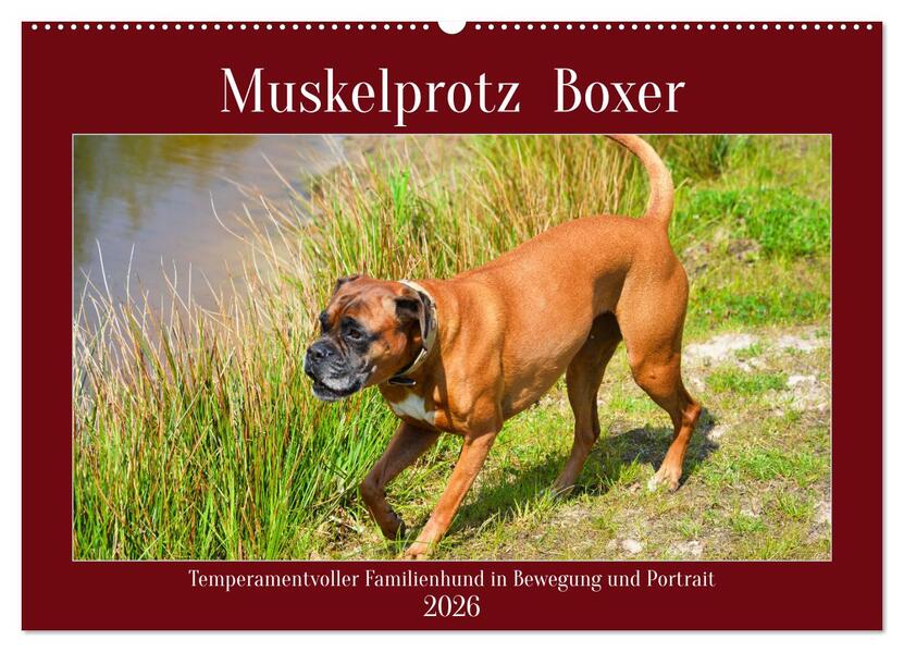 Muskelprotz Boxer (Wandkalender 2026 DIN A2 quer) CALVENDO Monatskalender