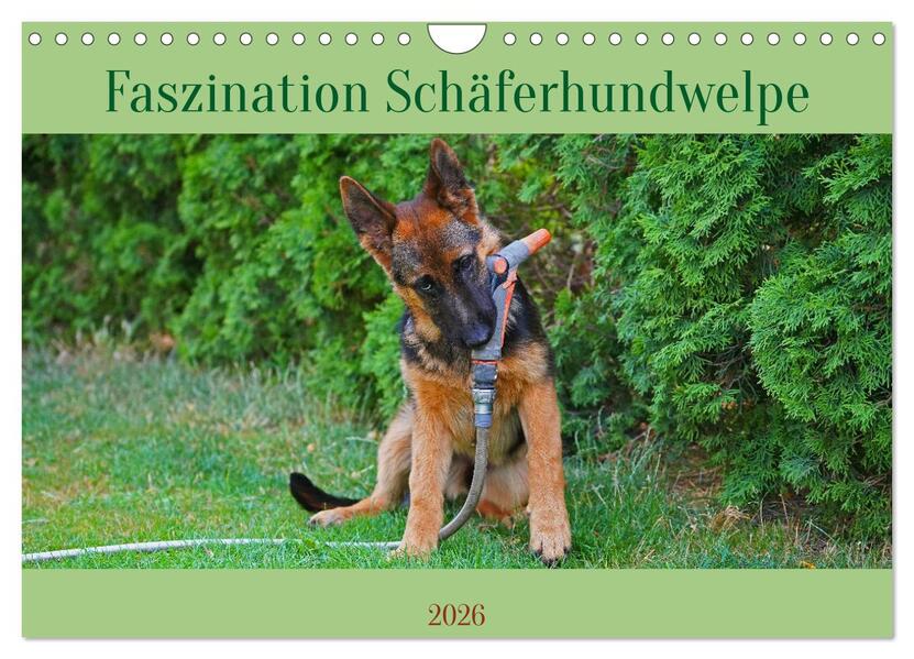 Faszination Schäferhundwelpe (Wandkalender 2026 DIN A4 quer) CALVENDO Monatskalender