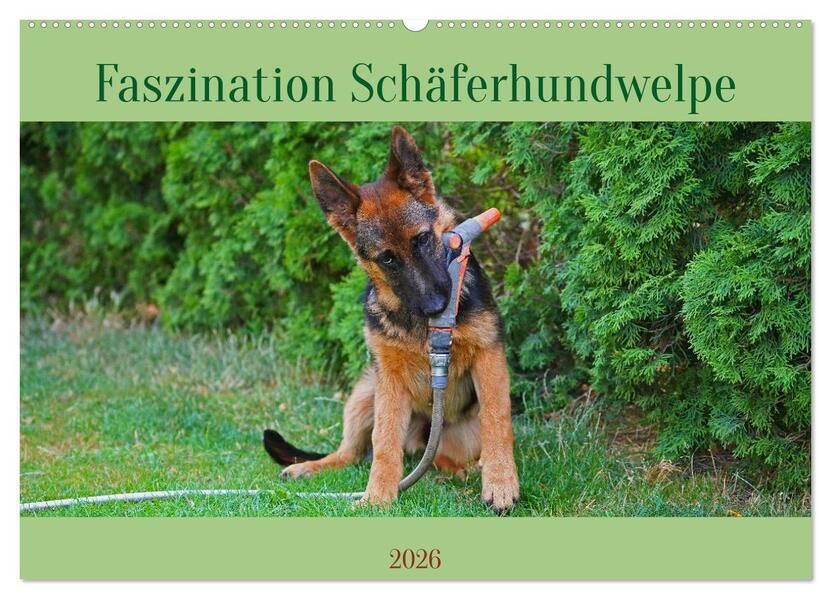 Faszination Schäferhundwelpe (Wandkalender 2026 DIN A2 quer) CALVENDO Monatskalender