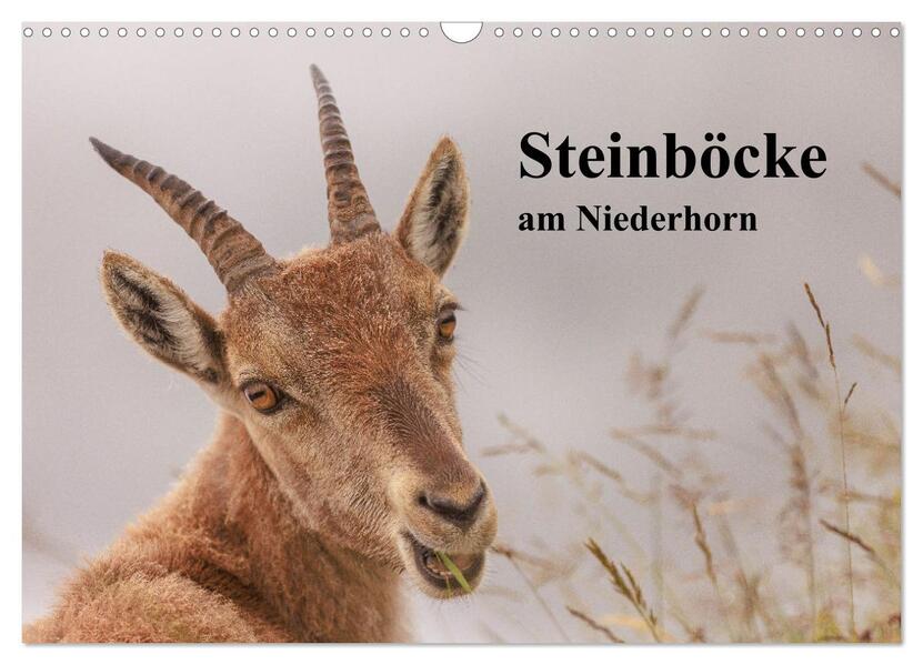 Steinböcke am Niederhorn (Wandkalender 2026 DIN A3 quer) CALVENDO Monatskalender