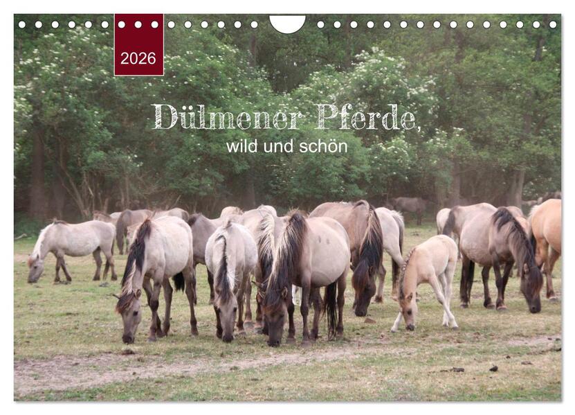 Dülmener Pferde wild und schön (Wandkalender 2026 DIN A4 quer) CALVENDO Monatskalender