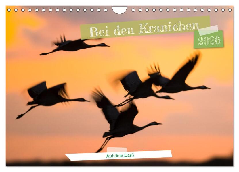 Bei den Kranichen (Wandkalender 2026 DIN A4 quer) CALVENDO Monatskalender