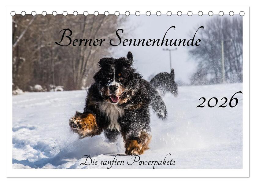 Berner Sennenhunde - Die sanften Powerpakete (Tischkalender 2026 DIN A5 quer) CALVENDO Monatskalender