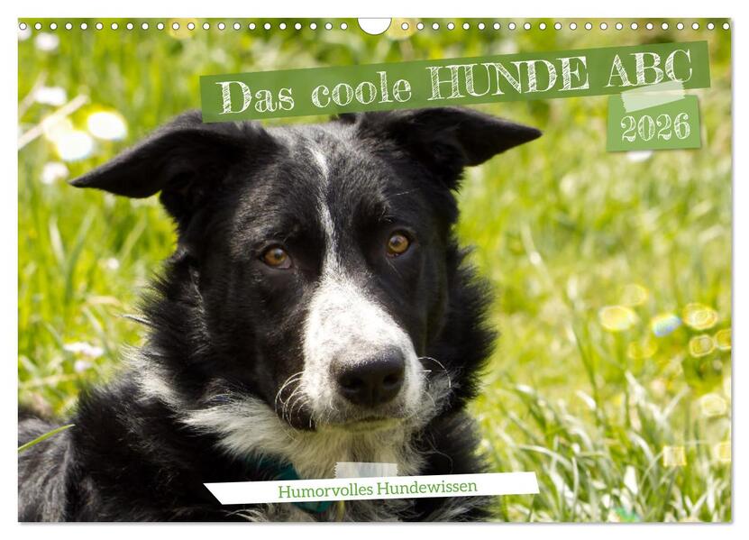 Das coole Hunde ABC (Wandkalender 2026 DIN A3 quer) CALVENDO Monatskalender
