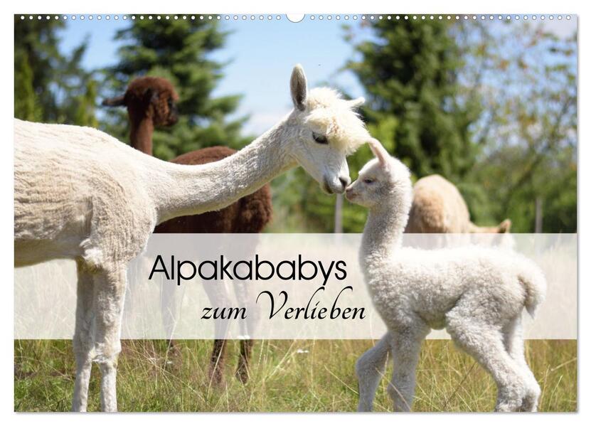 Alpakababys zum Verlieben (Wandkalender 2026 DIN A2 quer) CALVENDO Monatskalender