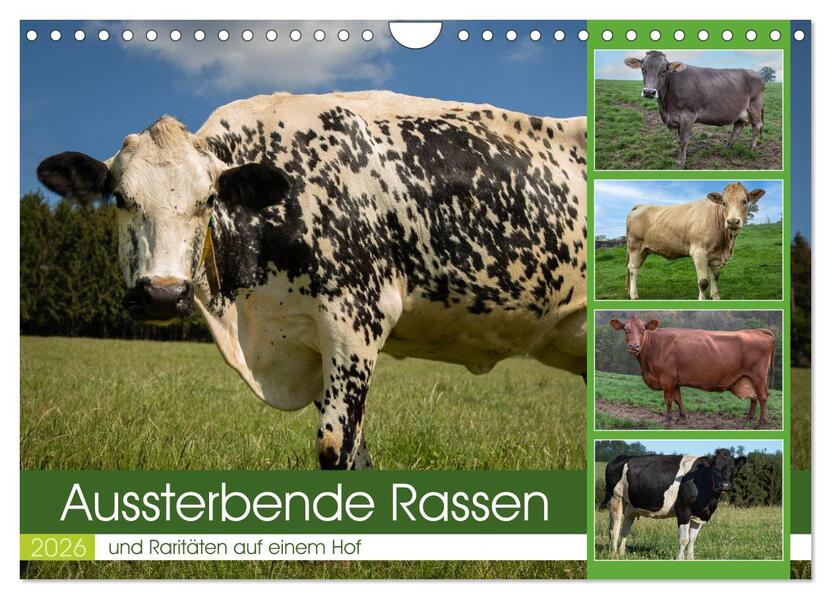 Aussterbende Rassen und Raritäten (Wandkalender 2026 DIN A4 quer) CALVENDO Monatskalender