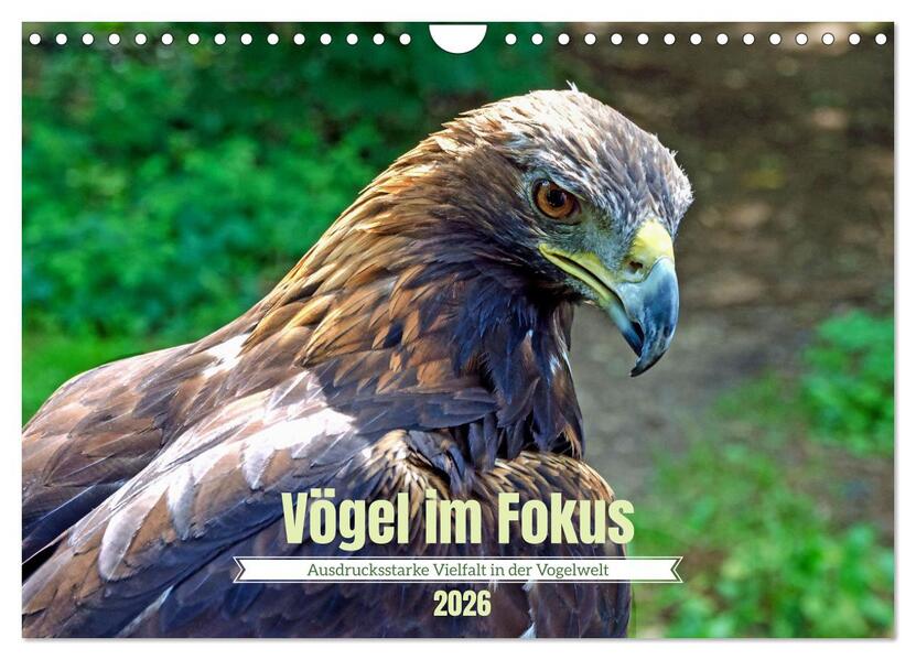 Vögel im Fokus - Ausdrucksstarke Vielfalt in der Vogelwelt (Wandkalender 2026 DIN A4 quer) CALVENDO Monatskalender