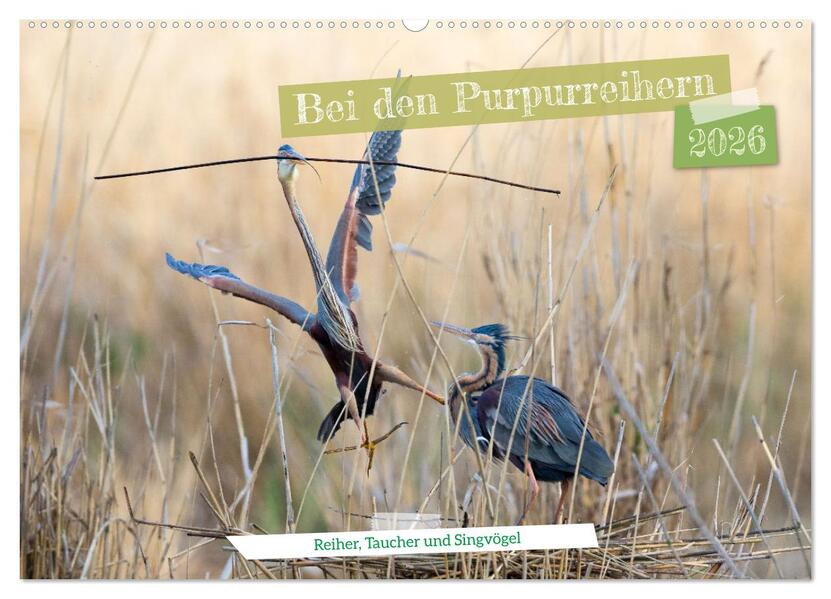 Bei den Purpurreihern (Wandkalender 2026 DIN A2 quer) CALVENDO Monatskalender
