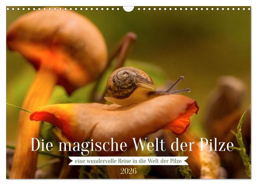 Die magische Welt der Pilze (Wandkalender 2026 DIN A3 quer) CALVENDO Monatskalender
