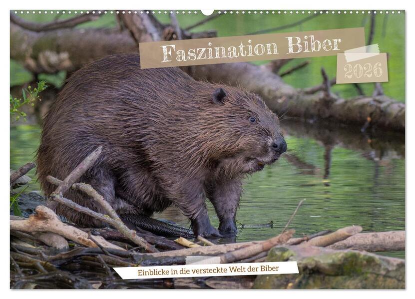 Faszination Biber (Wandkalender 2026 DIN A2 quer) CALVENDO Monatskalender