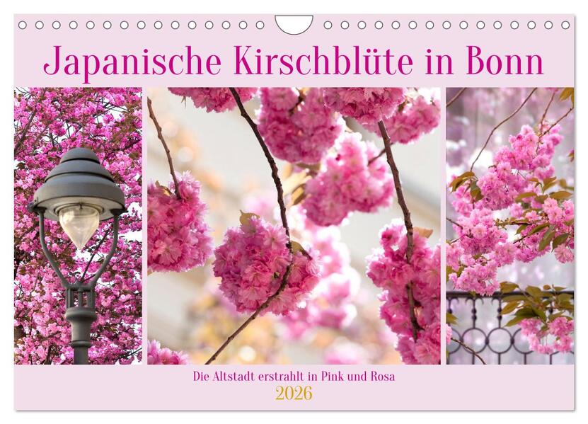 Japanische Kirschblüte in Bonn (Wandkalender 2026 DIN A4 quer) CALVENDO Monatskalender
