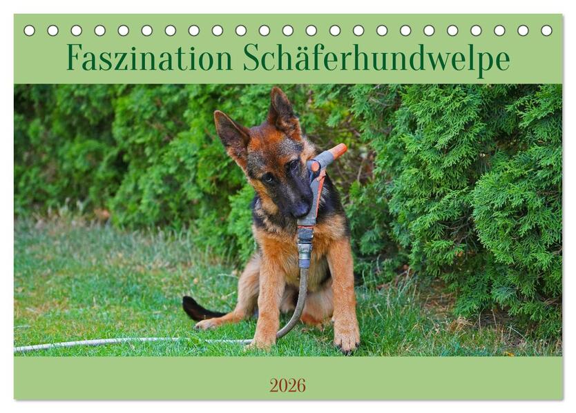 Faszination Schäferhundwelpe (Tischkalender 2026 DIN A5 quer) CALVENDO Monatskalender