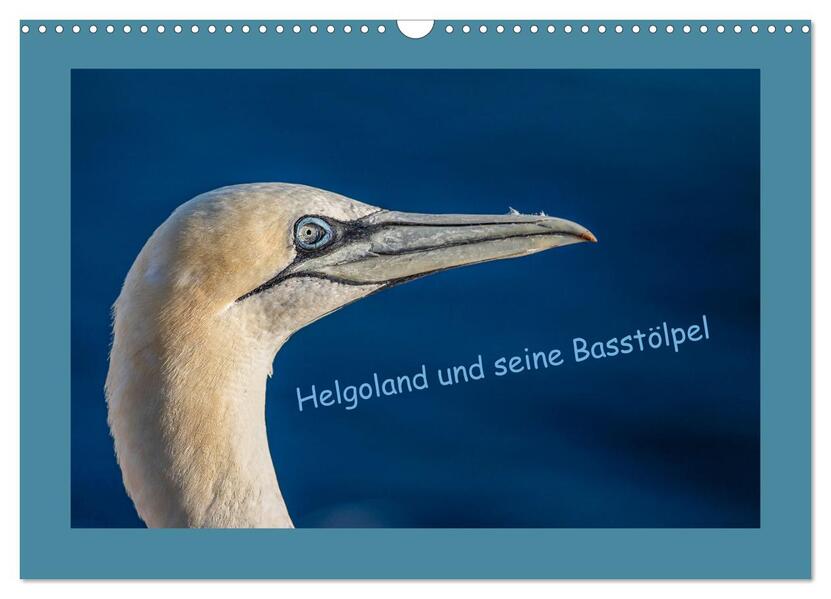 Helgoland und seine Basstölpel (Wandkalender 2026 DIN A3 quer) CALVENDO Monatskalender
