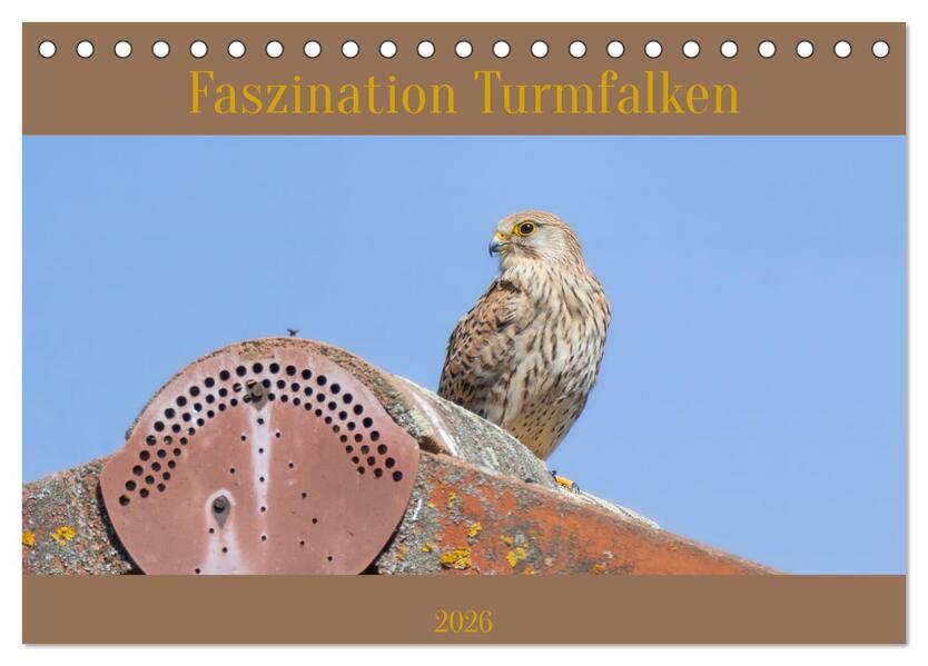 Faszination Turmfalken (Tischkalender 2026 DIN A5 quer) CALVENDO Monatskalender
