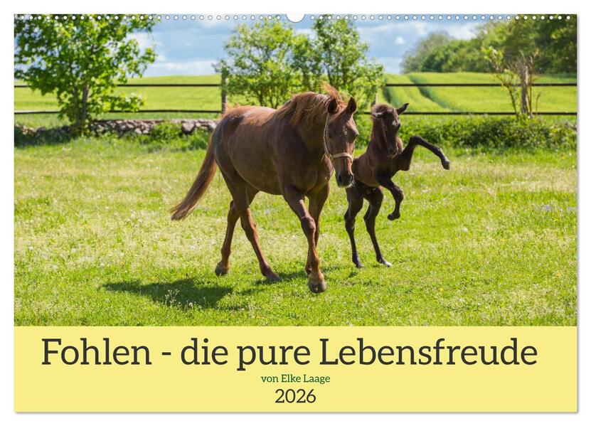 Fohlen - die pure Lebensfreude (Wandkalender 2026 DIN A2 quer) CALVENDO Monatskalender