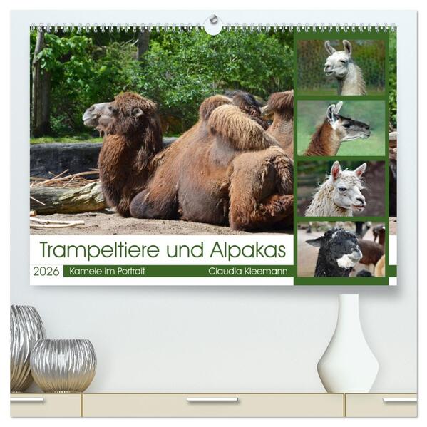 Trampeltiere und Alpakas (hochwertiger Premium Wandkalender 2026 DIN A2 quer) Kunstdruck in Hochglanz