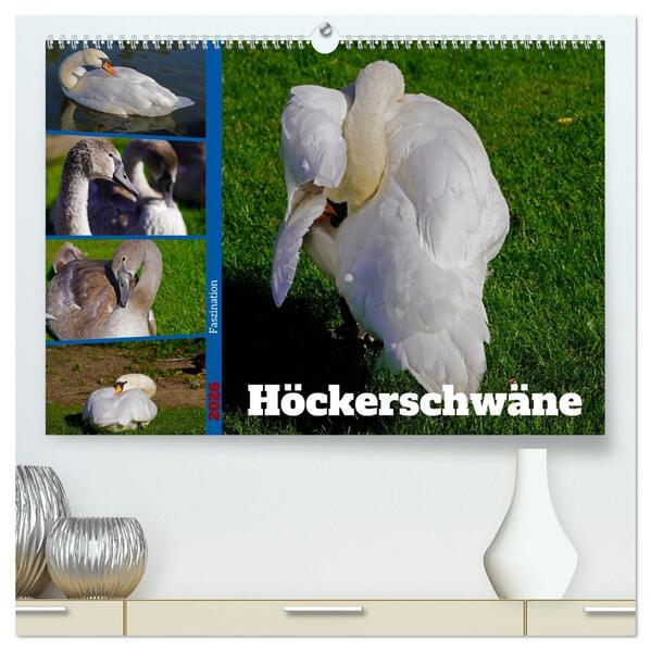 Faszination Höckerschwäne (hochwertiger Premium Wandkalender 2026 DIN A2 quer) Kunstdruck in Hochglanz