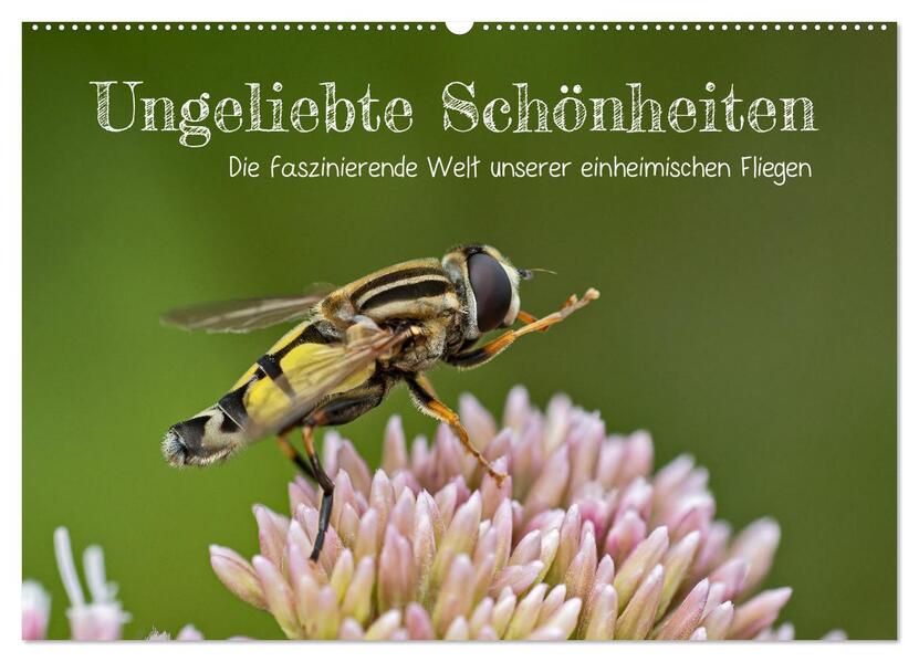 Ungeliebte Schönheiten - die faszinierende Welt unserer heimischen Fliegen (Wandkalender 2026 DIN A2 quer) CALVENDO Monatskalender