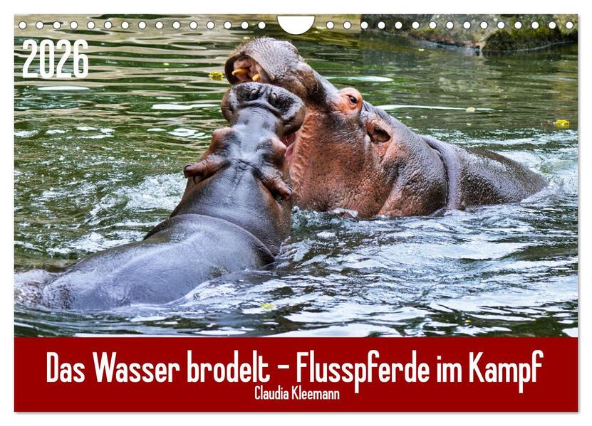 Das Wasser brodelt - Flusspferde im Kampf (Wandkalender 2026 DIN A4 quer) CALVENDO Monatskalender
