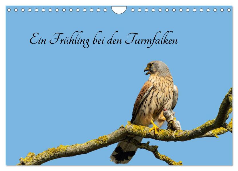 Ein Frühjahr bei den Turmfalken (Wandkalender 2026 DIN A4 quer) CALVENDO Monatskalender