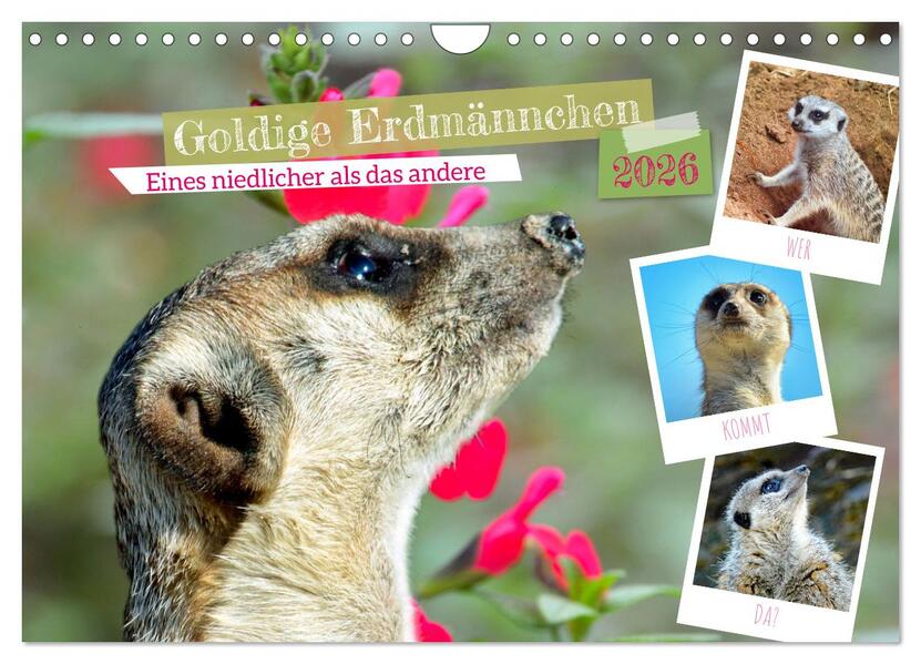 Goldige Erdmännchen (Wandkalender 2026 DIN A4 quer) CALVENDO Monatskalender